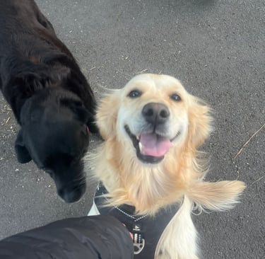 Estee and Amber - Black Labrador and a Golden Retriever out on a walk and having fun.