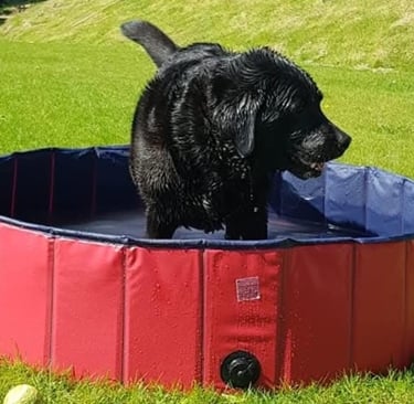 Estee - Black Labrador splashing in the pool and keeping cool..