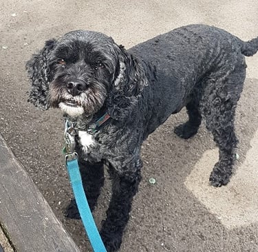 Taffy, the cavapoo, walking in Cwmcarn forest, South Wales.