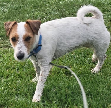 Molly, the jack russell, on her first walk with Tracy in Rogerstone, South Wales.