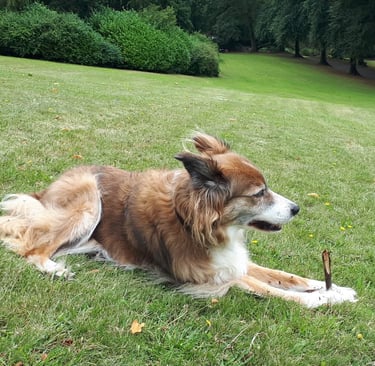 Rosie - Welsh Border Collie, playing in the park.
