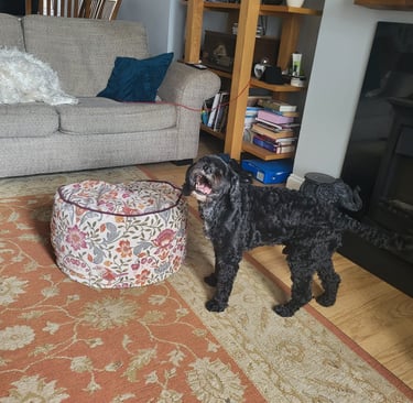 Taffy - Cavapoo happily playing in the lounge.