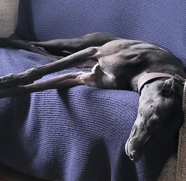 Bronnie lounding around on the sofa.