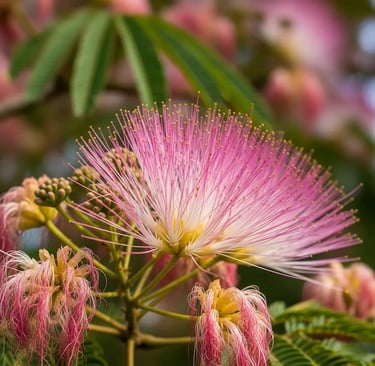 Floración exótica la de la Acacia de Constantinopla
