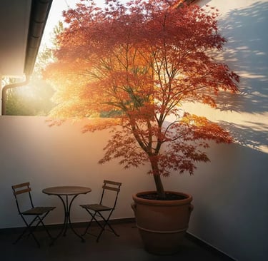 arce japonés orientado a sol naciente