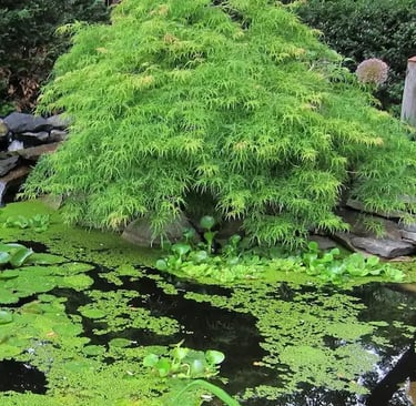 Acer palmatum dissectum viridis espectacular cascada de color