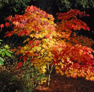acer palmatum osakazuki