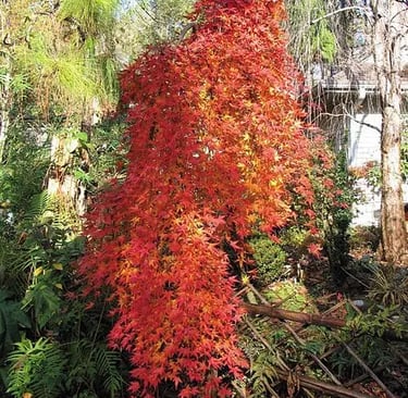 acer ryusen