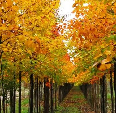 arboles en vivero en otoño