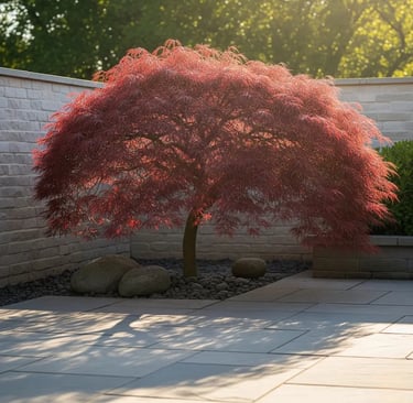 acer japonica ubicado en jardín
