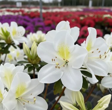 Azaleas en vivero