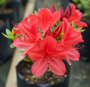 azalea japonica flor roja en vivero