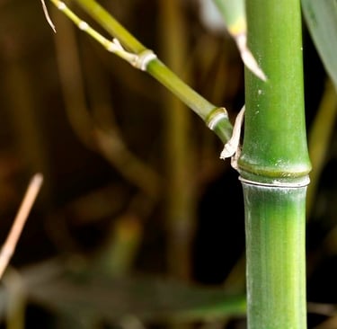 su caña verde lo diferencia de sus hermanos phyllostachys