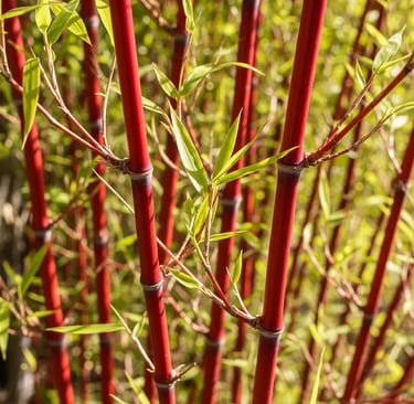 Precioso bambú por sus cañas rojas y nada invasor