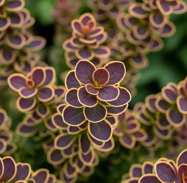 berberis golden ring todo un espectaculor de color