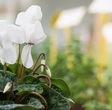 cyclamen persica blanco ideal para dar color en invierno