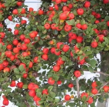 bayas de cotoneaster coral beauty