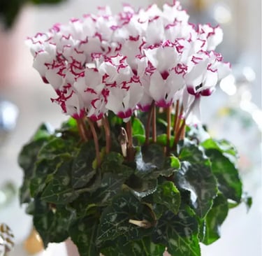 Un cyclamen con aroma, absolu