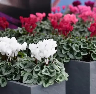 cyclamen metalis colorido en flores y hojas