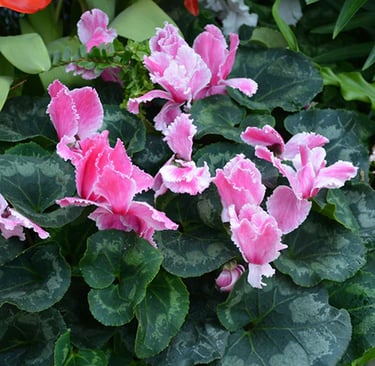 Cyclamen rizado original flor