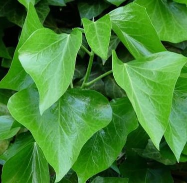 Hiedra verde Irlanda, perfecta para crear muros tupidos y seguros