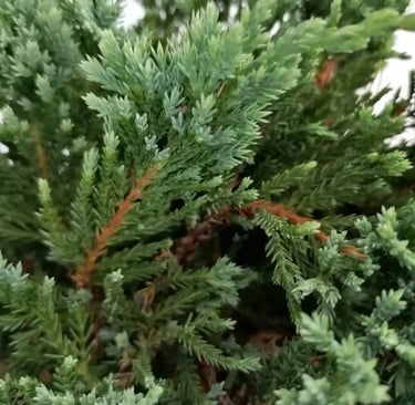 Juniperus blue chip color azul elegante