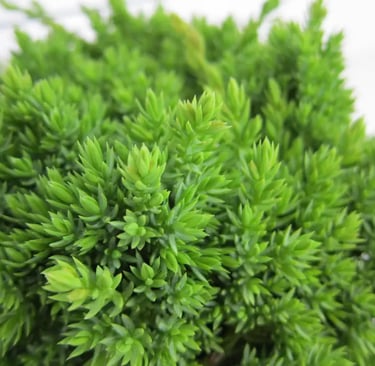 juniperus procumbens nana detalle de un follaje compacto