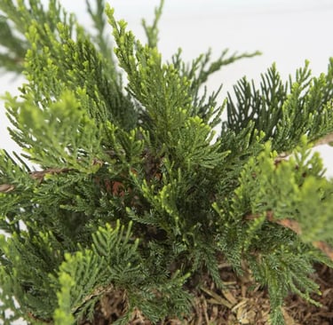 Juniperus tamariscifolia buen cubresuelos