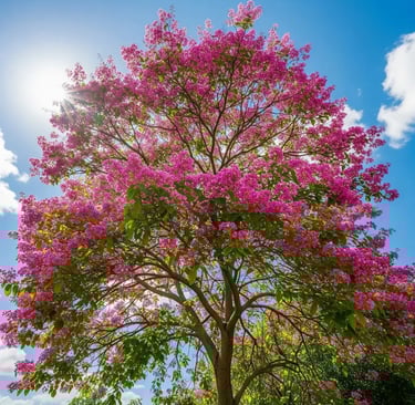 Floración espectacular de Lagertroemia indica - ´´arbol de jupiter en La Finca