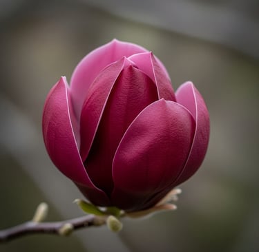 flor de magnolia purpura intenso