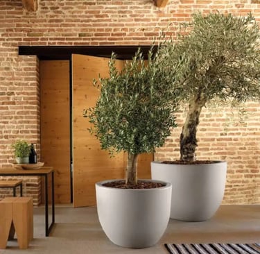 Macetero de diseño moderno de gran capacidad con olivos