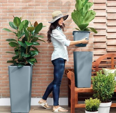 Macetero cuadrado Clou con Ficus Liriata
