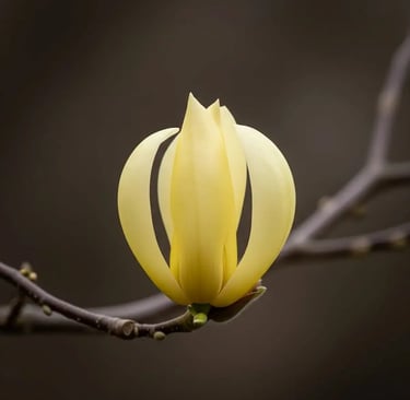 Magnolia Flor Jade Lamp más original no puede ser
