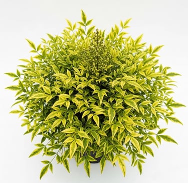 Espectaculares tonos limón de la Nandina Lemon