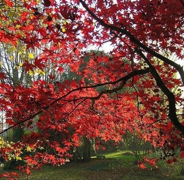 Espectacular Acer okagami en jardín