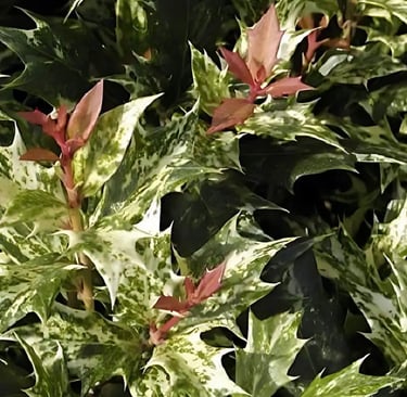 Hojas que pinchan del Falso acebo u osmanthus