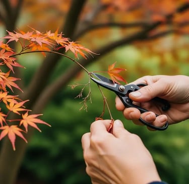 poda ligera de acer palmatum