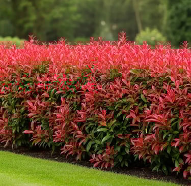 un seto de color elegante y vivo de photinia red robin una combinación extraordinaria