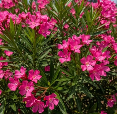 Adelfa en Majadahonda para seto florido