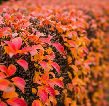 Labores de otoño en el jardín