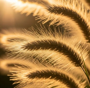 detalle de stipa al atardecer