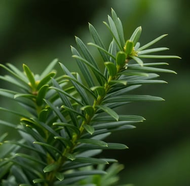 Detalle de acículas de Taxus baccata un verde elegantísimo
