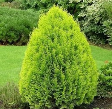 thuja nana aurea conífera indiscutible en cualquier jardín