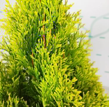 Color en forma piramidal Thuja Smaragd golden