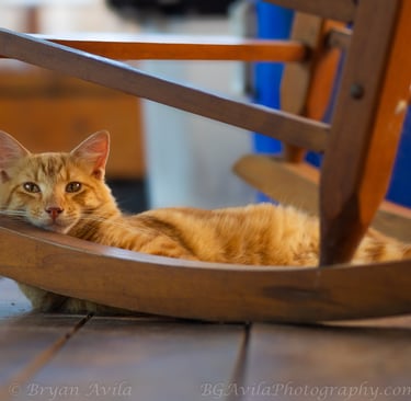 Orange cat laying down with head on rocking chair rocker