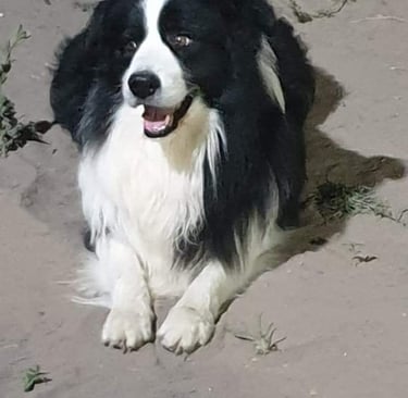 black and white border collie stud dog