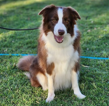 chocolate and white border collie dam