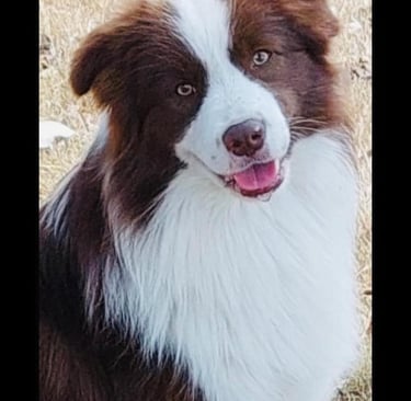 chocolate border collie