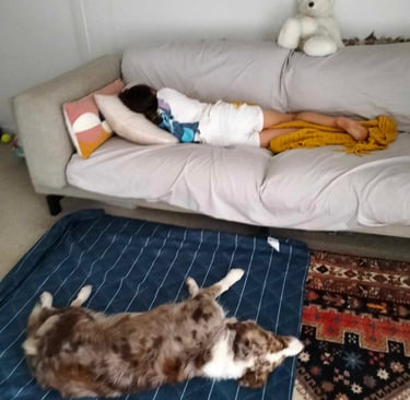 sleeping border collie 