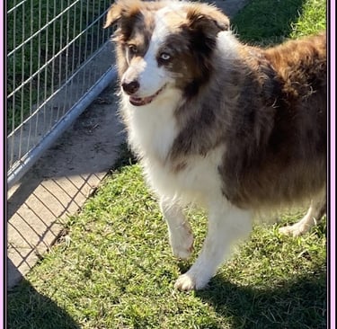 chocolate Merle Border Collie 